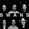 swans